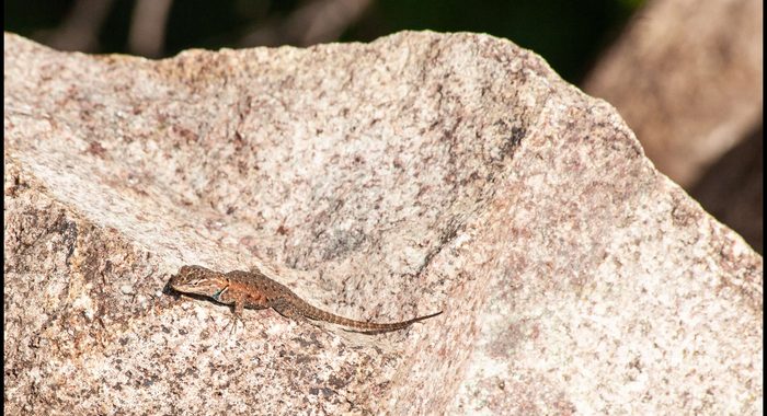 Yarrow’s Spiny Lizard Giving the Side Eye
