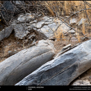 Desert Spiny Lizard
