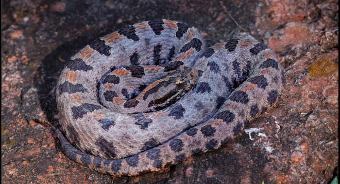 A First – Western Pygmy Rattlesnake
