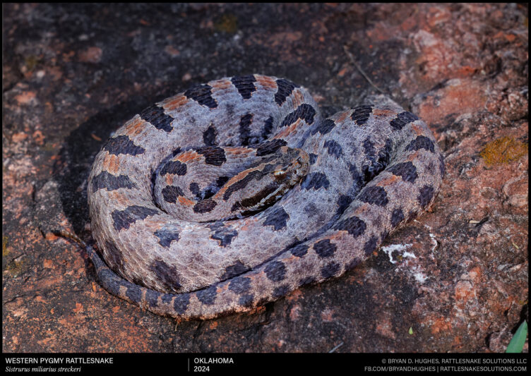 A First – Western Pygmy Rattlesnake - Field Herper