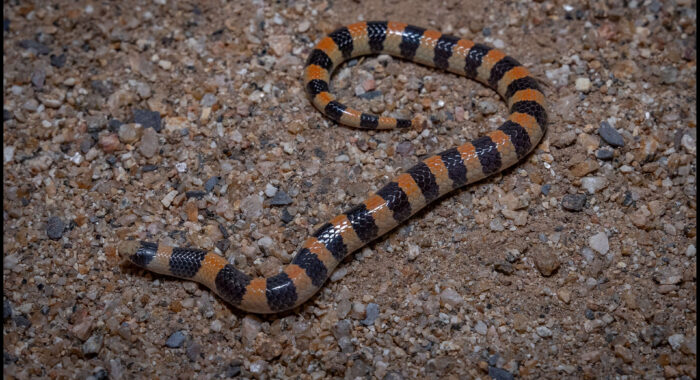 Banded Sandsnake