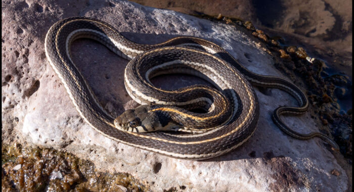 Black-necked Gartersnake in Greenlee County, Arizona
