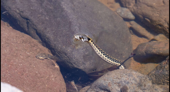 Baby Black-necked Gartersnake Hunting