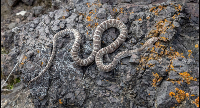 Sonoran Lyresnake in Arizona