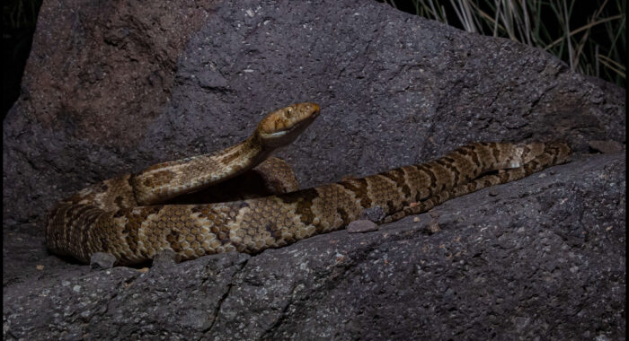 A Very Big Sonoran Lyresnake