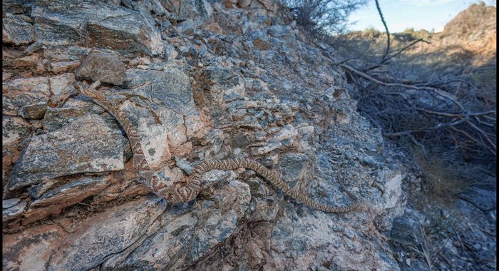 Sonoran Lyresnake in a Desert Canyon at the Arizona/Mexico Border