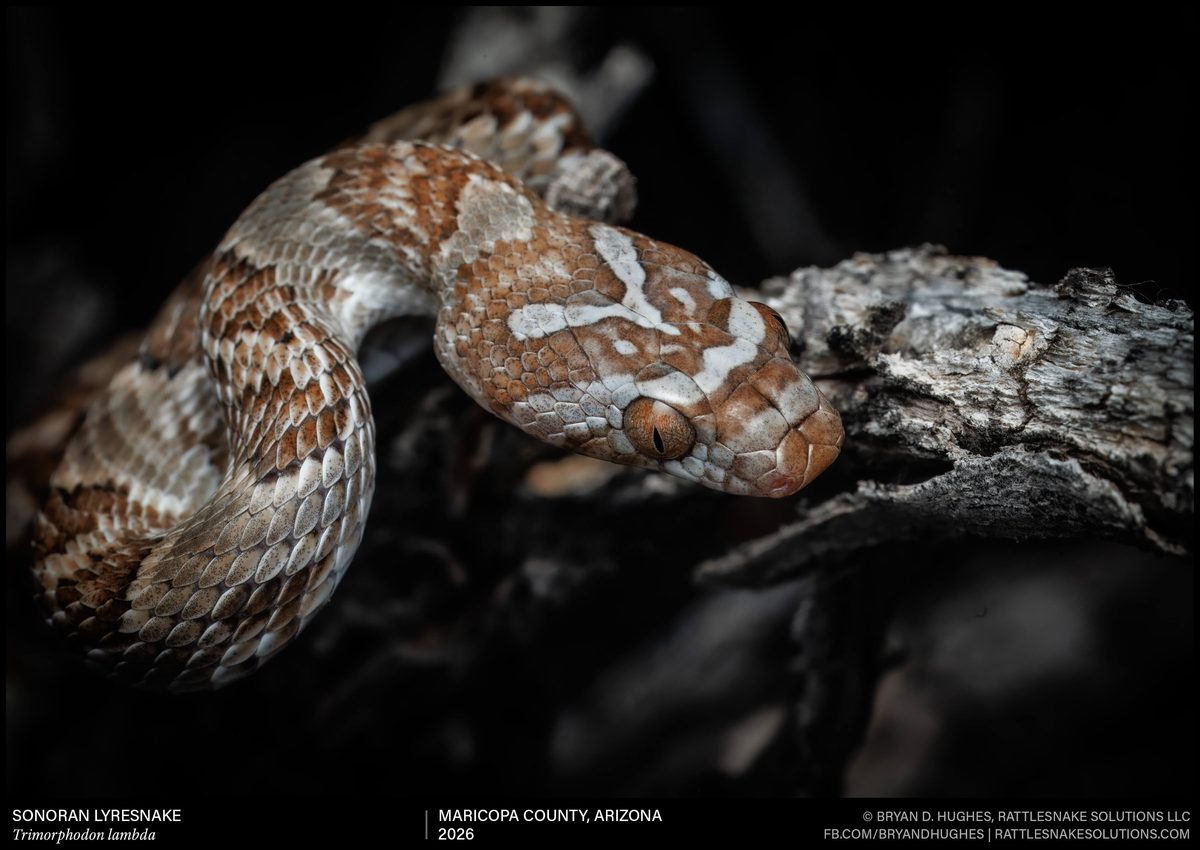 Sonoran Lyresnake from Arizona Up Close - Field Herper