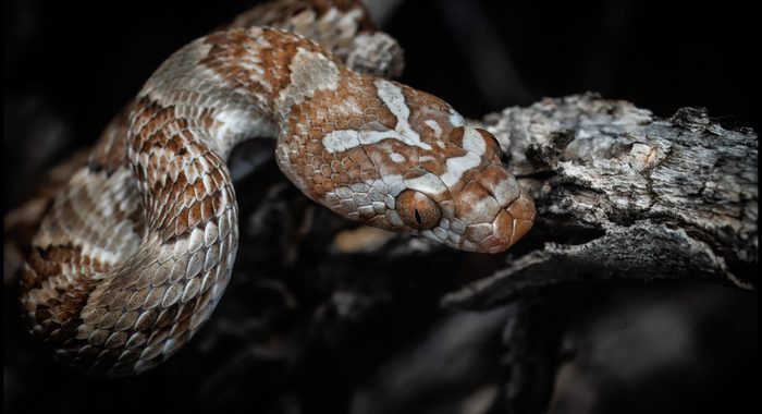 Sonoran Lyresnake from Arizona Up Close