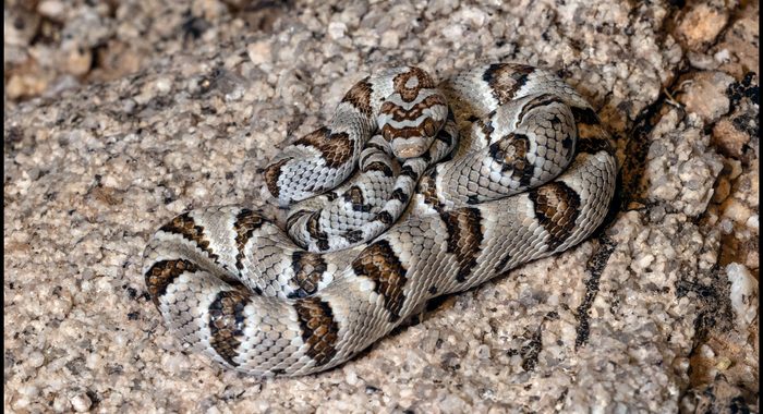 Sonoran Lyresnake
