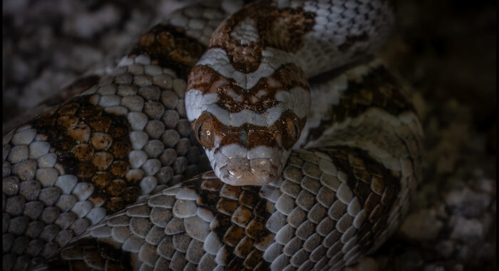 Sonoran Lyresnake