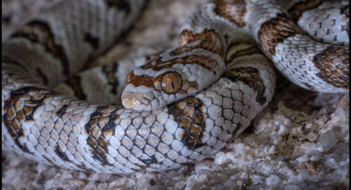 Sonoran Lyresnake From Yuma County