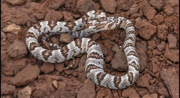Sonoran Lyresnake from Northern Arizona
