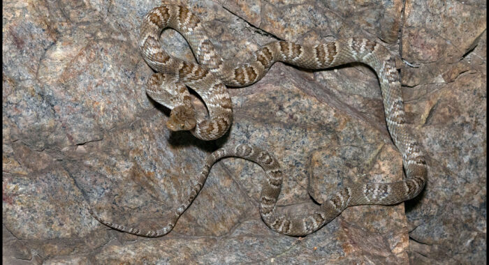 Sonoran Lyresnake