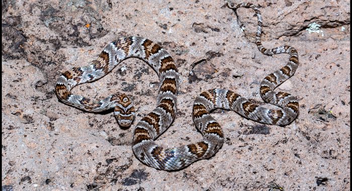 Sonoran Lyresnake in Yavapai County, Arizona