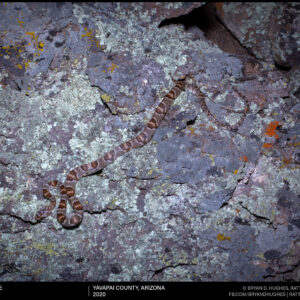 Sonoran Lyresnake
