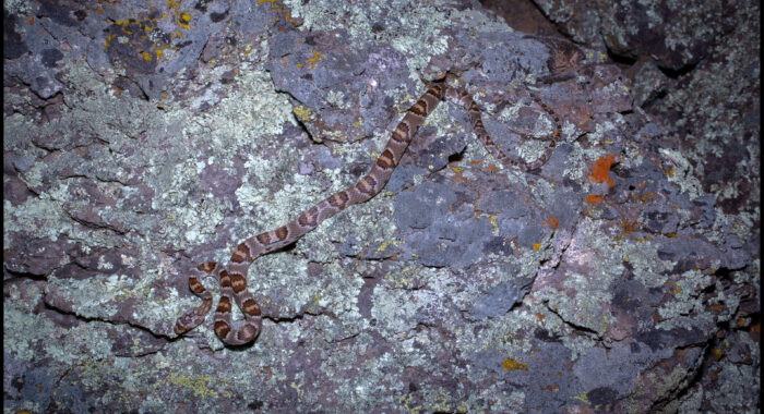 Sonoran Lyresnake
