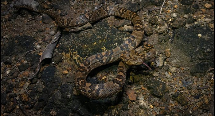 Central American Lyresnake in Costa Rica
