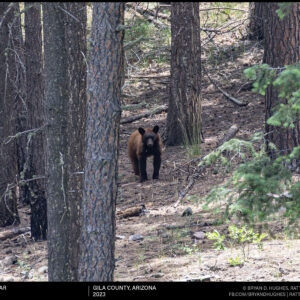 American Black Bear