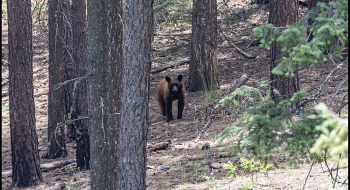 American Black Bear