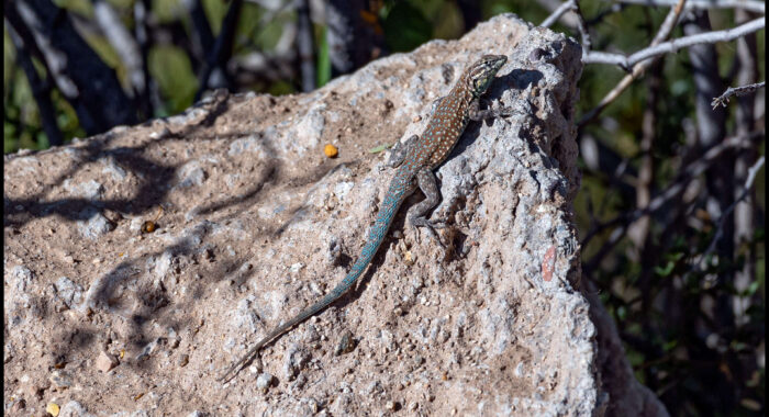 Sideblotched Lizard Side-eye