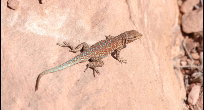 Common Side-blotched Lizard