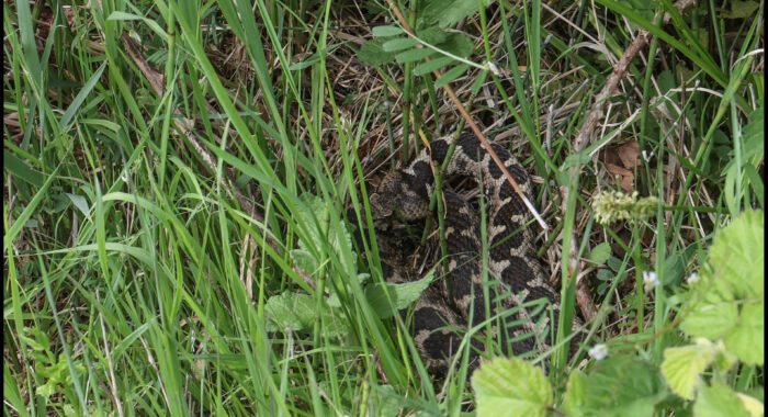 Horned Viper In The Grass
