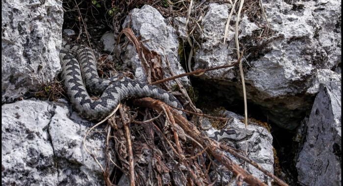 Nose-horned Viper in Slovenia