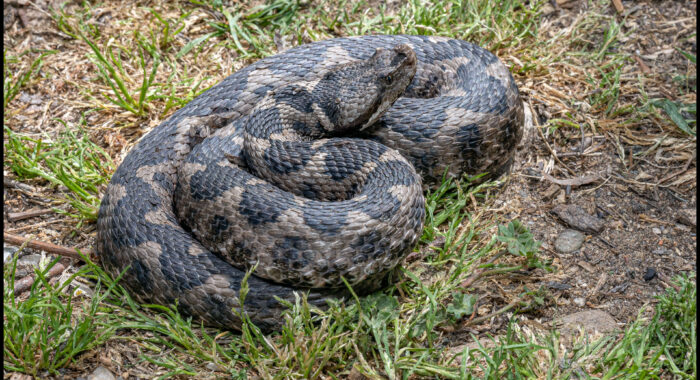 Nose-horned Viper in Greece