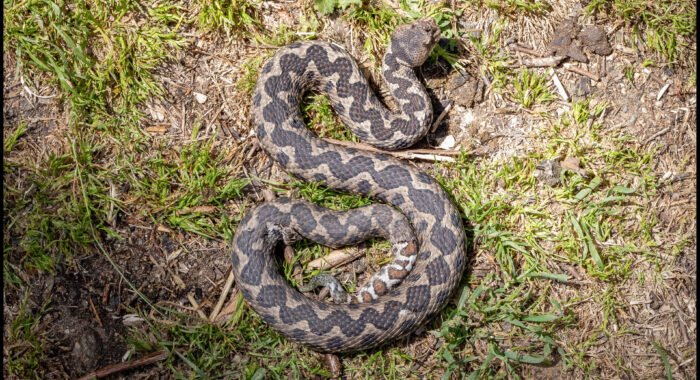 Nose-Horned Viper in Greece