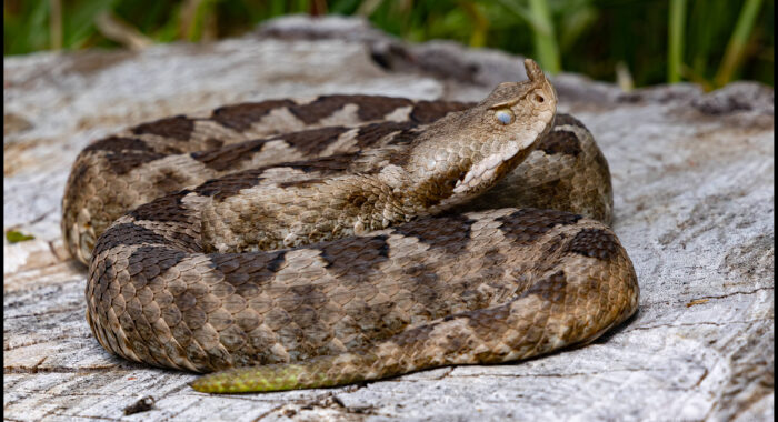 Nosed-horned Viper