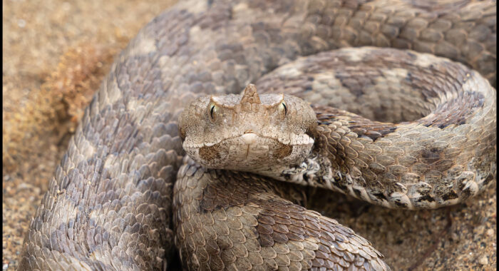 Nose Horned Viper