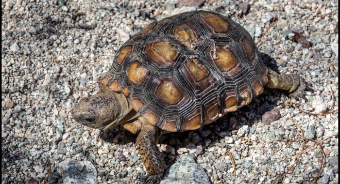 Baby Sonoran Desert Tortoise