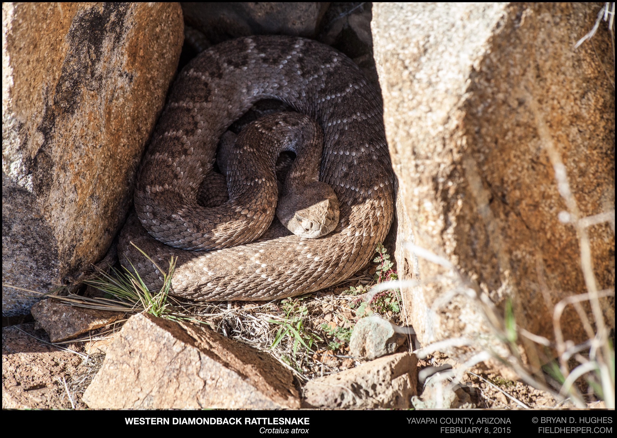 When Do Rattlesnakes Come Out of Hibernation?