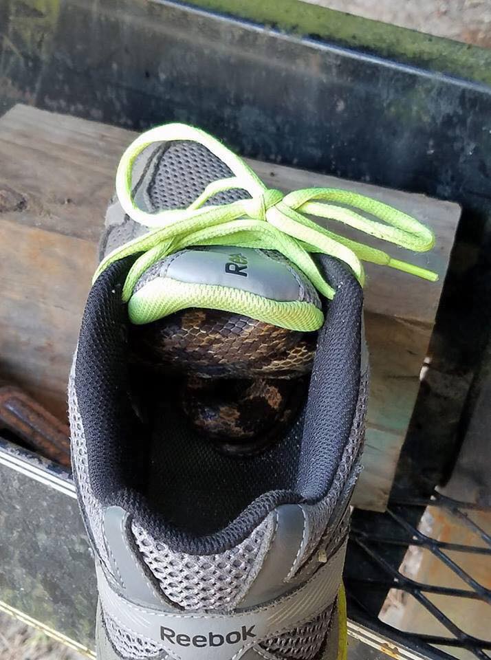 Picture of a Snake in a Shoe Real 