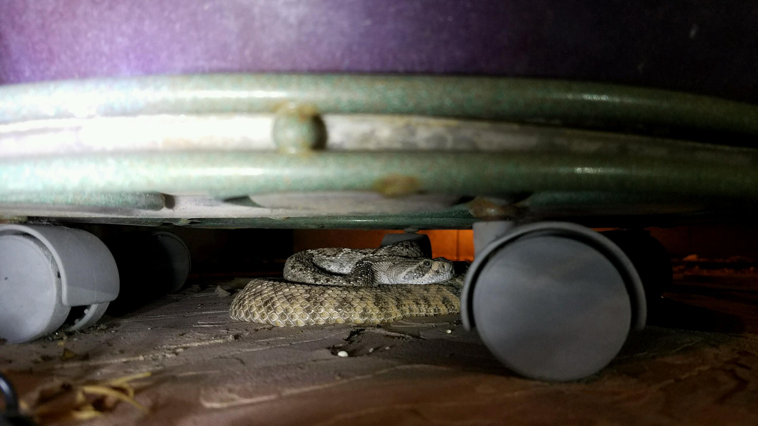 Storage sheds are often neglected and great spaces for rattlesnakes to