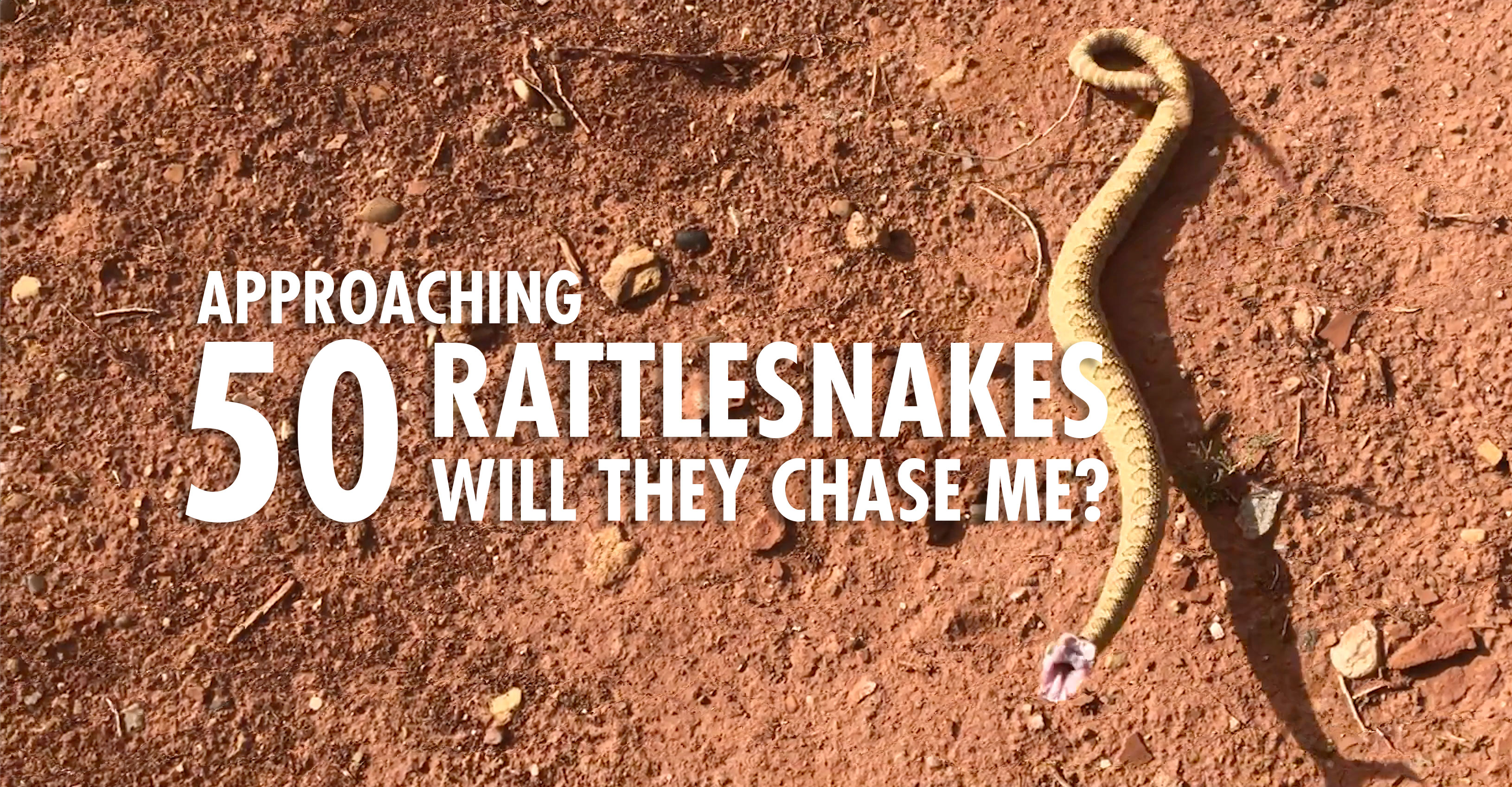 Will Rattlesnakes Chase You?