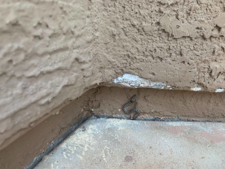 How to Keep Snakes Away from Your Home The Ultimate Guide