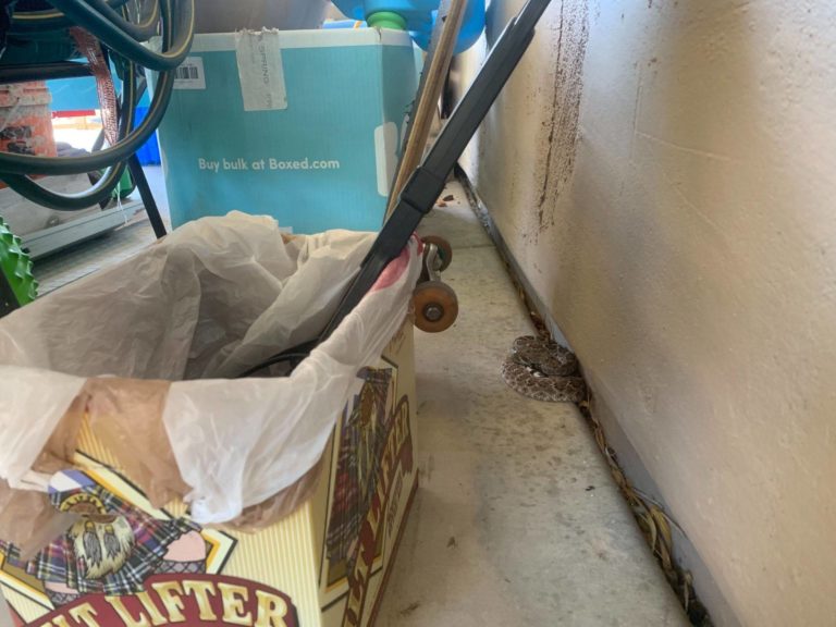 How to Keep Snakes Away from Your Home The Ultimate Guide