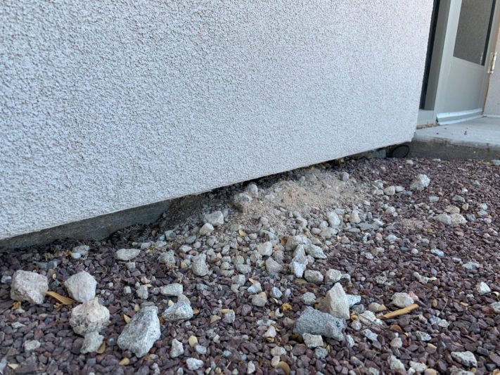 How to Keep Snakes Away from Your Home The Ultimate Guide