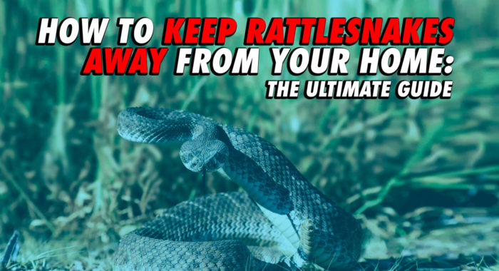 How to keep snakes away from your home: the ultimate guide