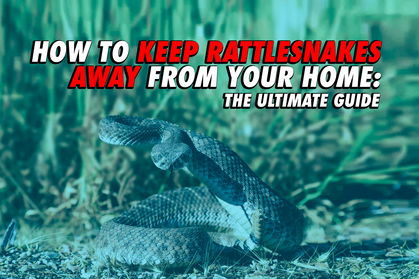 https://rattlesnakesolutions.com/snakeblog/wp-content/uploads/2019/10/blog-header.jpg