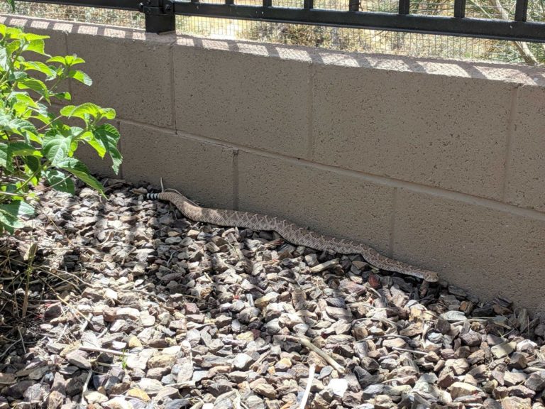 House at the end of the street? You'll see more snakes than your neighbors. Rattlesnake Solutions