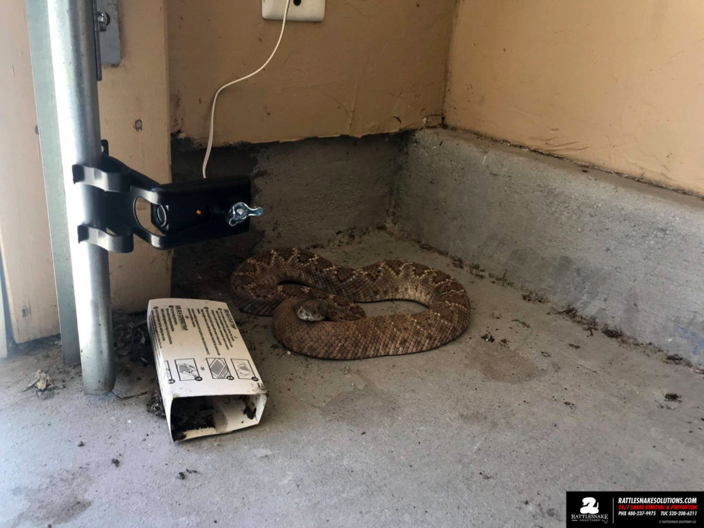 rattlesnake in the garage in scottsdale arizona
