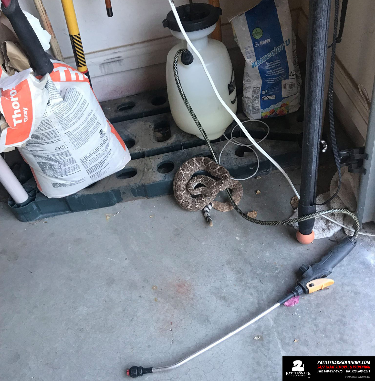 rattlesnakephoenixgarage Rattlesnake Solutions