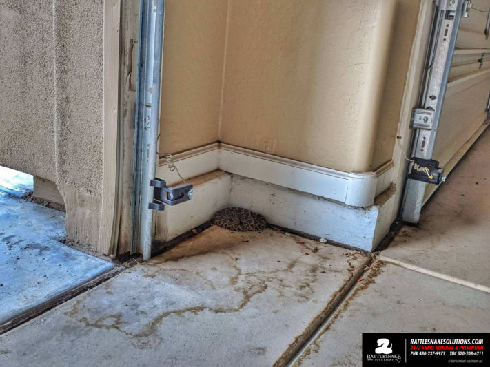 snakeingaragescottsdale Rattlesnake Solutions