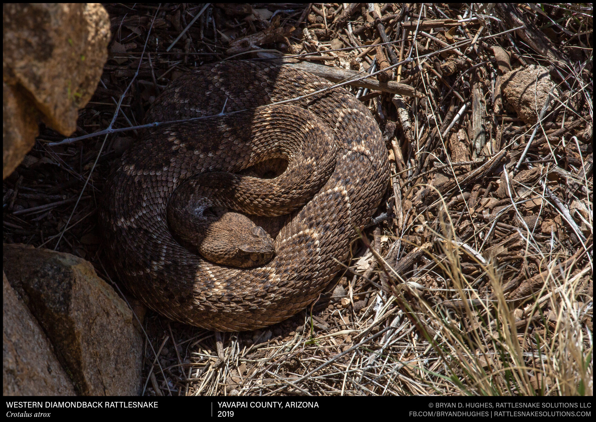 The first rattlesnake sightings of the year! Here's why you shouldn't