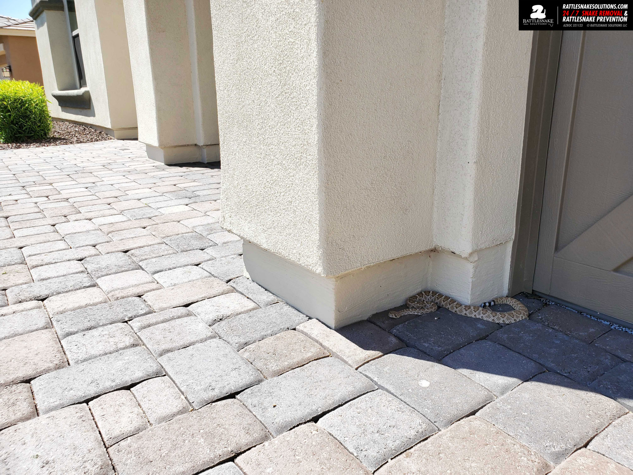 What can "snow birds" do to keep rattlesnakes away? Rattlesnake Solutions