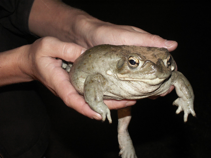 How to Get Rid of Sonoran Desert Toad?  