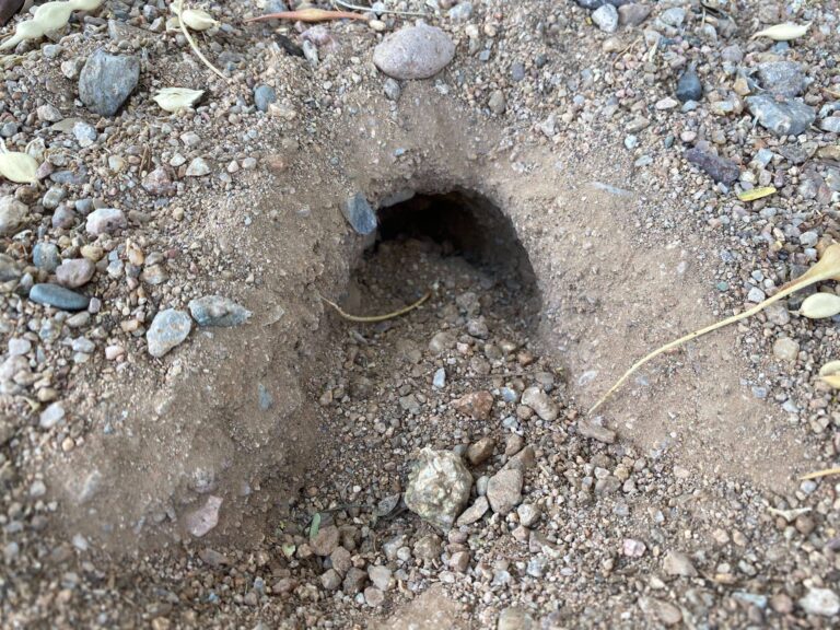 Are these snake holes? - Rattlesnake Solutions