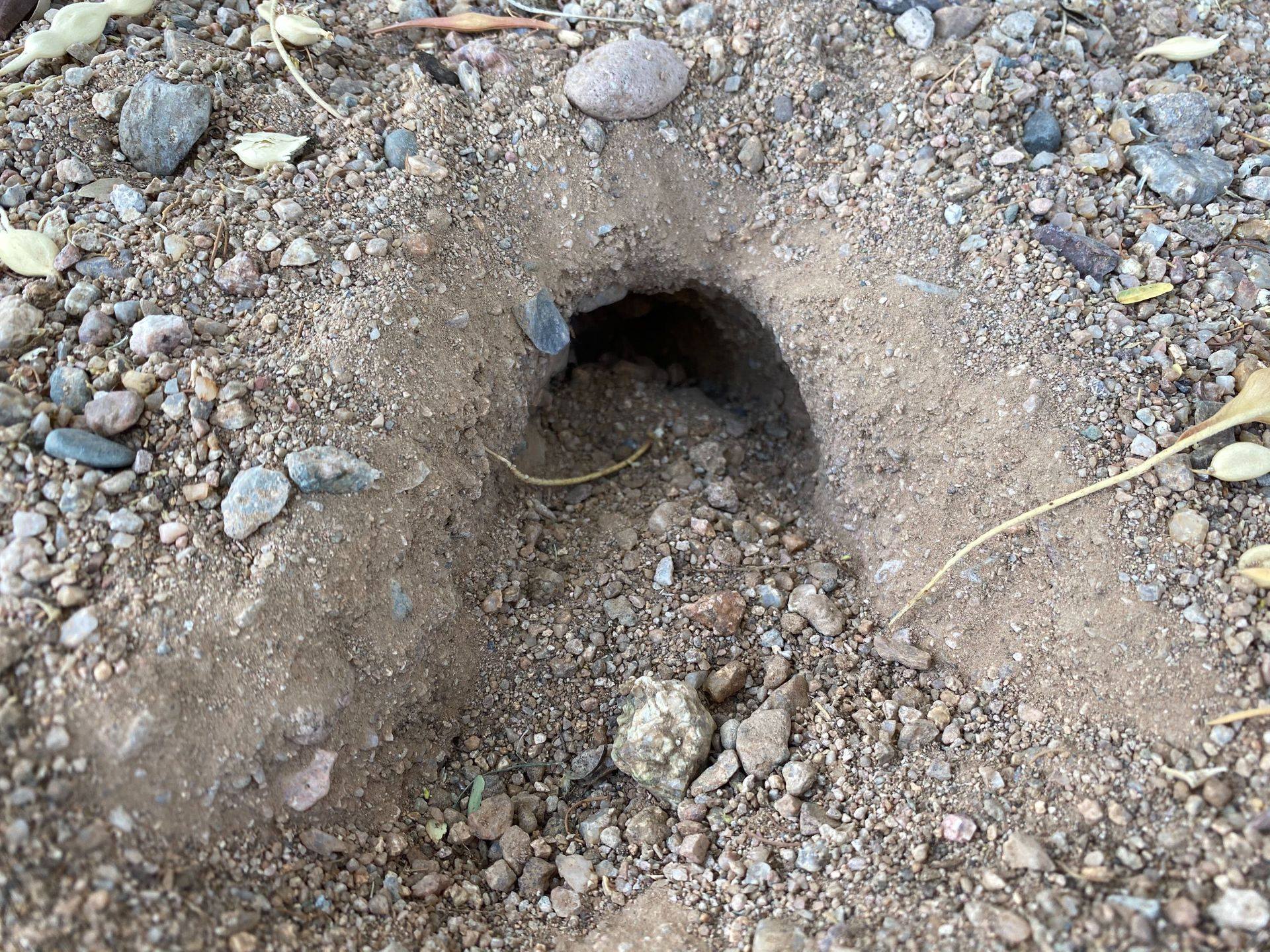 Do Rattlesnakes Live in Holes?